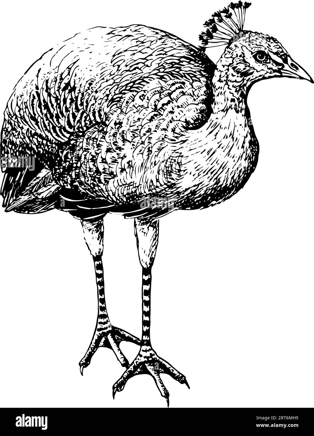 Illustrazione dell'uccello pavone vettoriale in stile schizzo bianco e nero. Peafowl peahen of Paradise. Clipart tropicale realistico disegnato a mano. Illustrazione Vettoriale