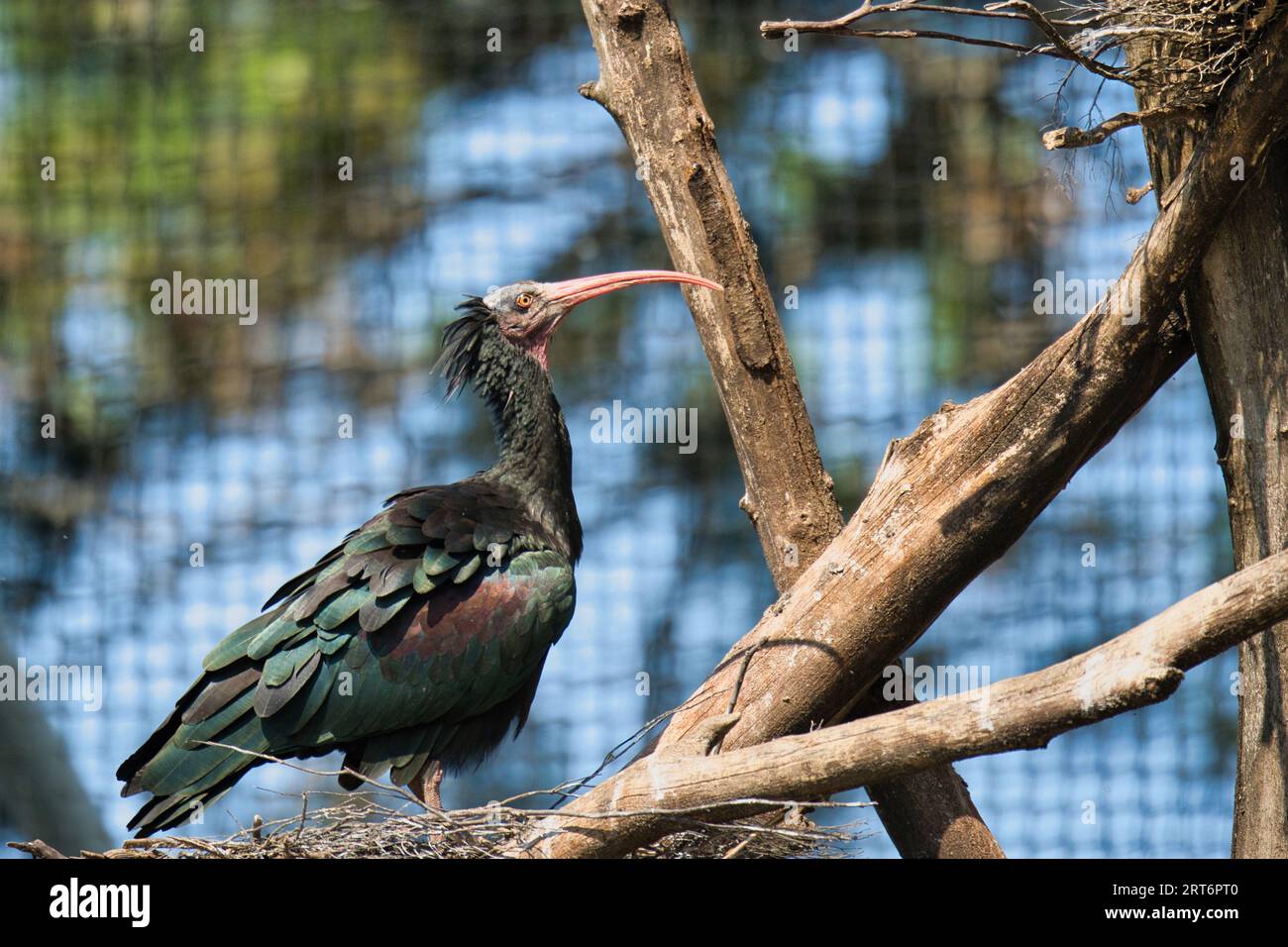 Northern Bald Ibis (Geronticus eremita) nel parco zoologico di Parigi, precedentemente conosciuto come Bois de Vincennes, XII arrondissement di Parigi Foto Stock