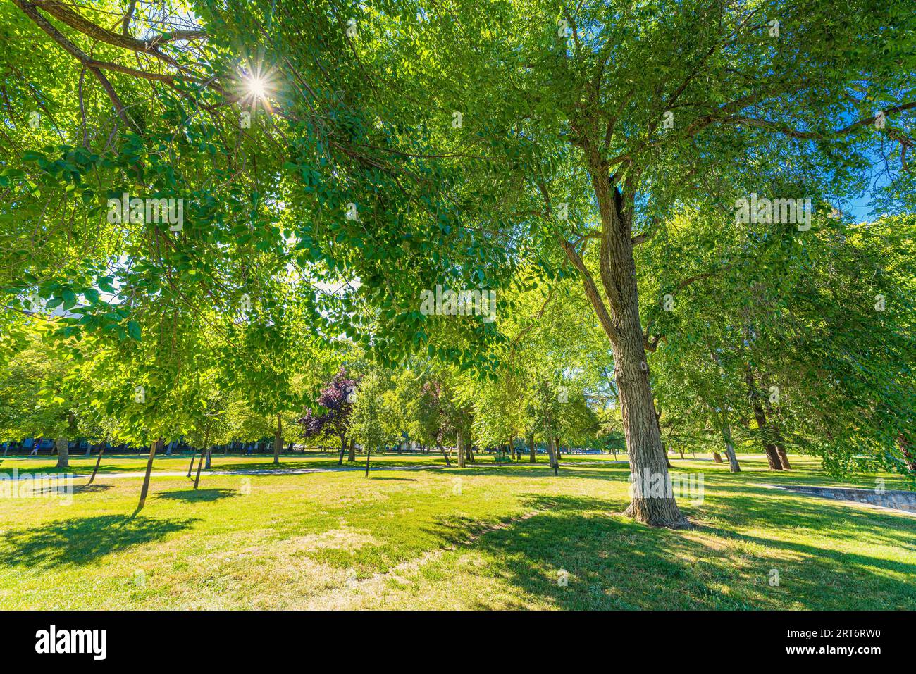 Parco pubblico in una città. Alberi verdi vivaci. Punto di riferimento per lo svago Foto Stock