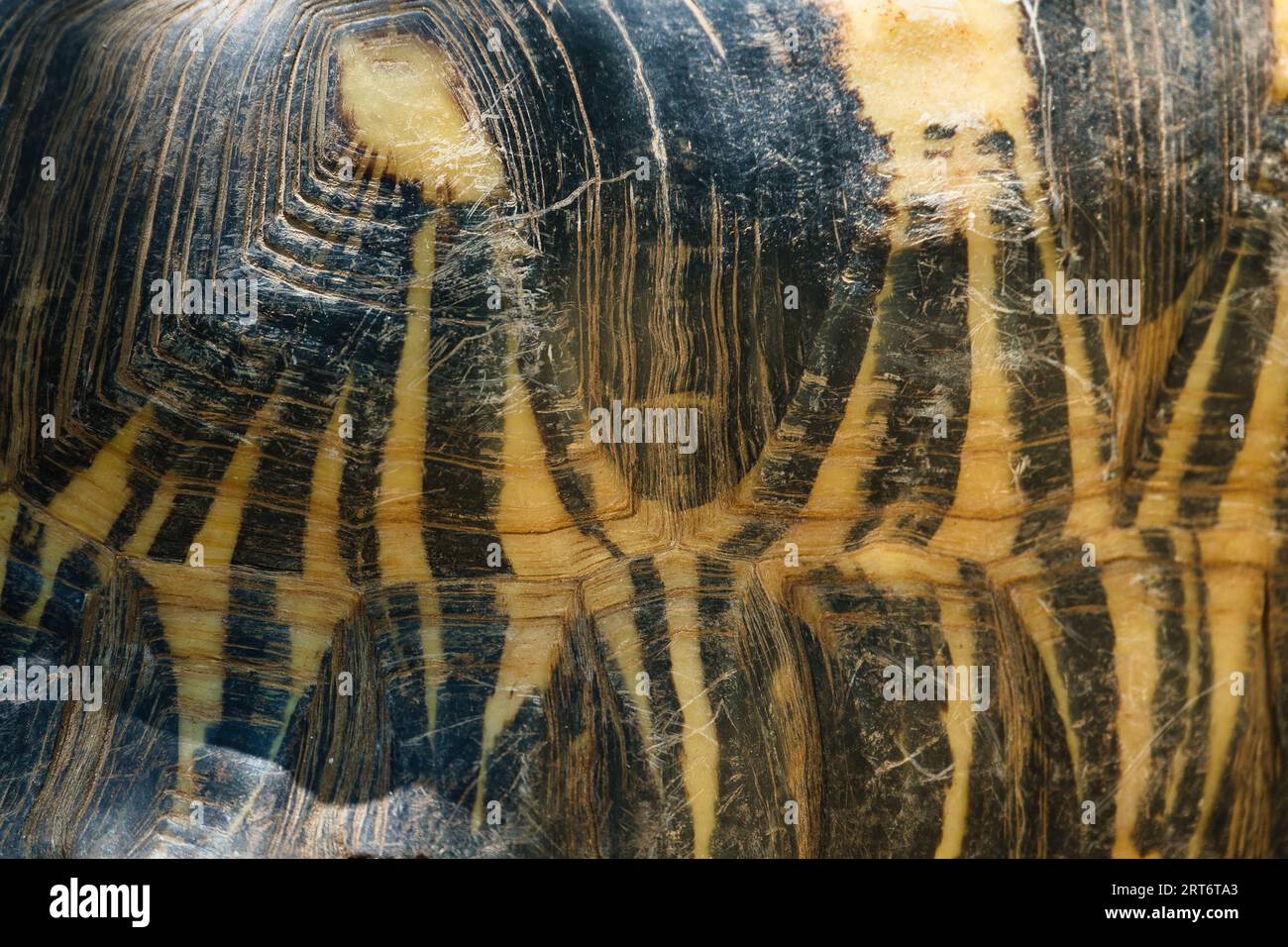 Primo piano di conchiglie di tartaruga irradiate nel parco zoologico di Parigi, precedentemente noto come Bois de Vincennes, dodicesimo arrondissement di Parigi Foto Stock