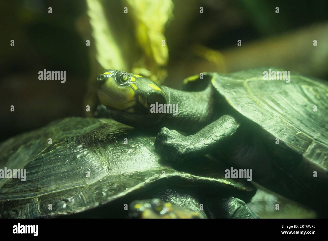 Le tartarughe maculate sono una piccola specie di tartarughe che di solito raggiungono una lunghezza massima di 4,5 centimetri nel parco zoologico di Parigi Foto Stock