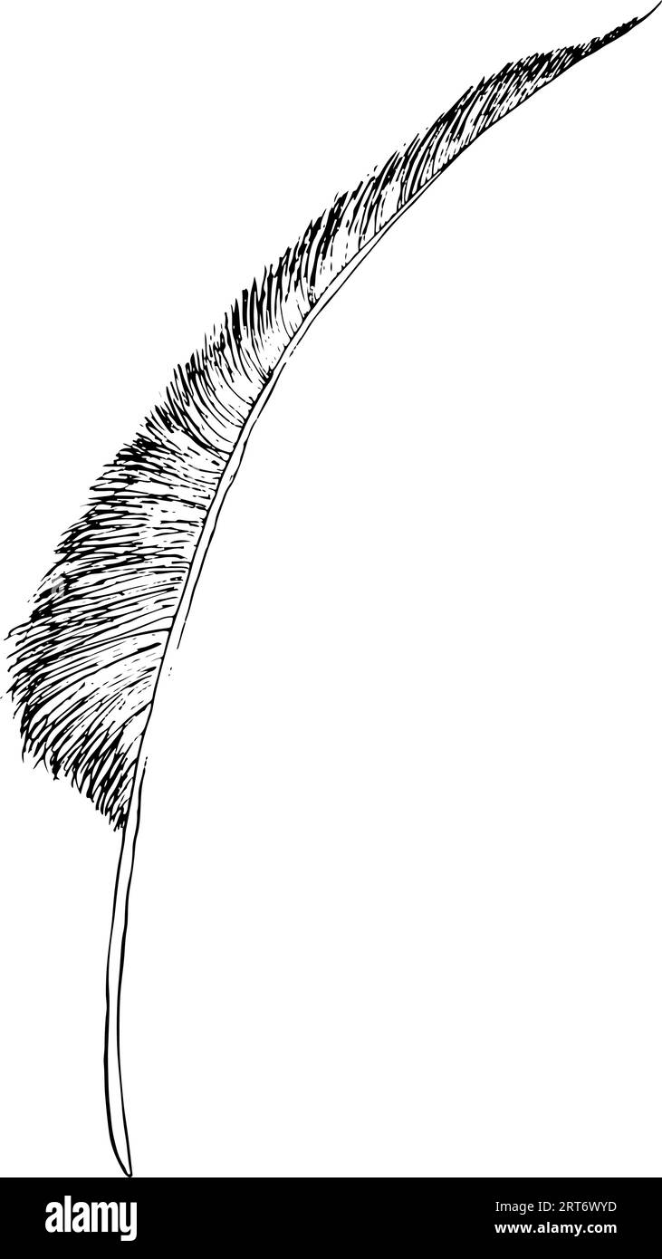 Illustrazione grafica a inchiostro disegnato a mano con piume di uccello vettoriale in bianco e nero. Illustrazione Vettoriale