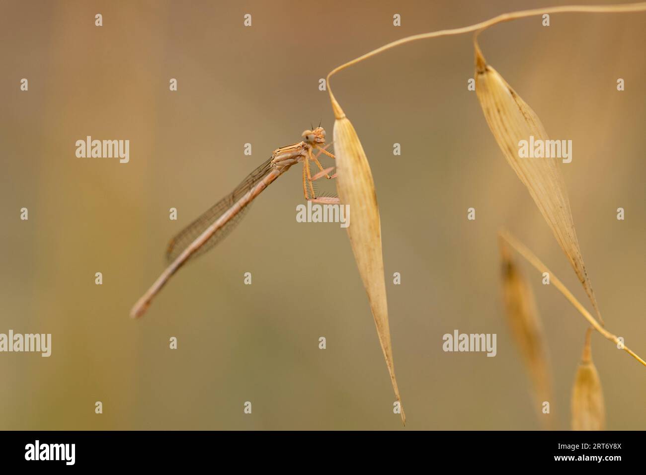Vista laterale del falco meridionale o del falco blu Aeshna cyanea libellula seduto su sottili piante che crescono nella foresta su sfondo sfocato Foto Stock