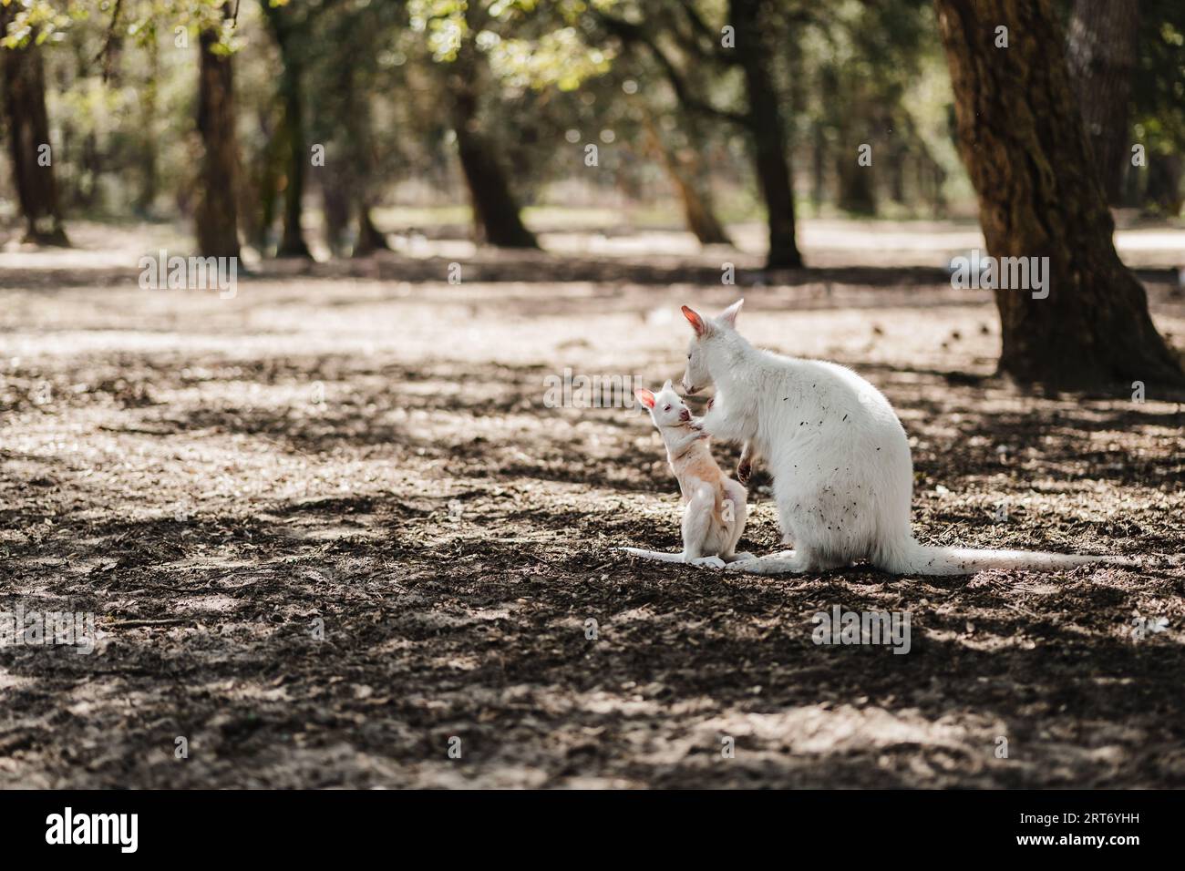 Vista laterale dell'adorabile wallaby bianco e di joey su terreno asciutto in campagna durante il giorno Foto Stock