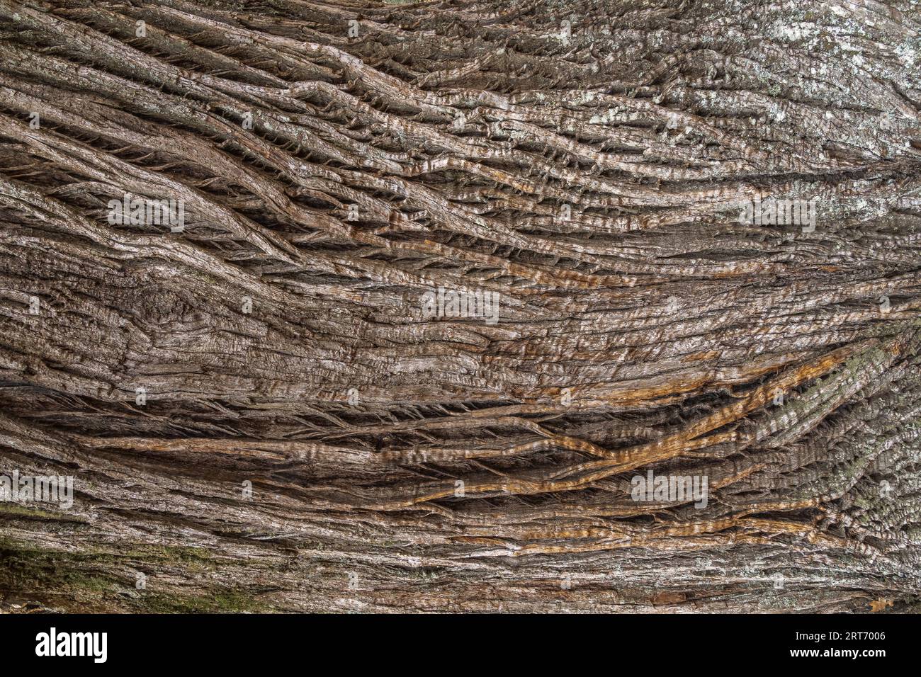 Primo piano della corteccia di un vecchio tronco d'albero nella consistenza della foresta Foto Stock