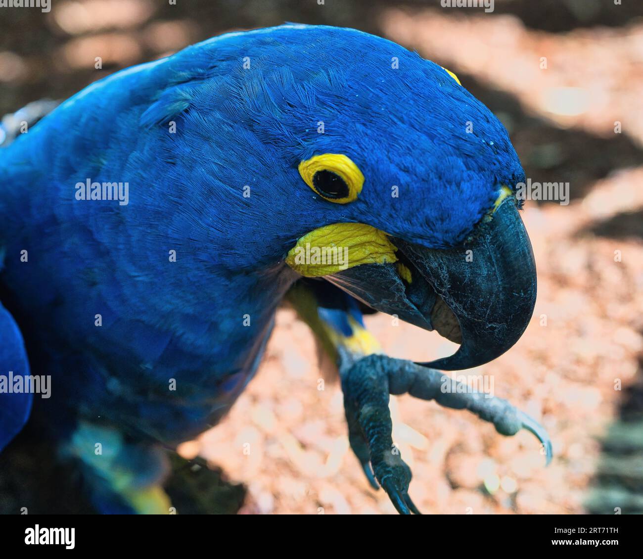 Il Giacinto macaw nel parco zoologico di Parigi, precedentemente noto come Bois de Vincennes, dodicesimo arrondissement di Parigi, che copre un'area di 14,5 HE Foto Stock