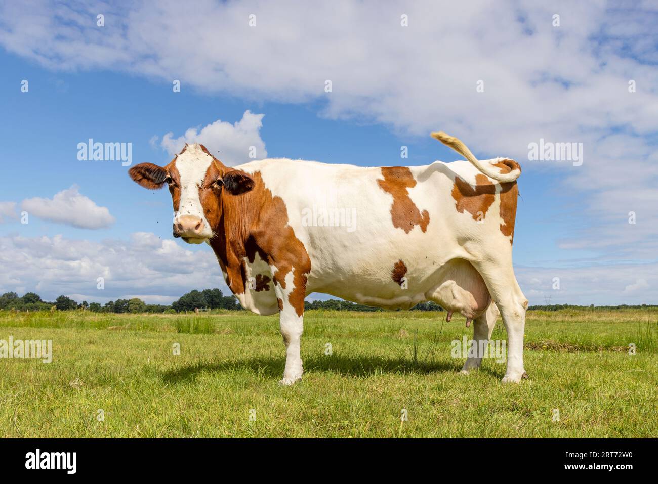 Vacca felice con vista laterale e lunghissima, allegra in un campo verde con cielo blu e orizzonte sulla terra nei Paesi Bassi Foto Stock