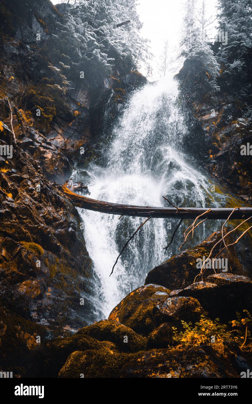 Splendida e potente cascata innevata con pini ghiacciati e nebulizzati ovunque. Cascata di montagna con forte flusso dal soffietto. Foggy Land Foto Stock