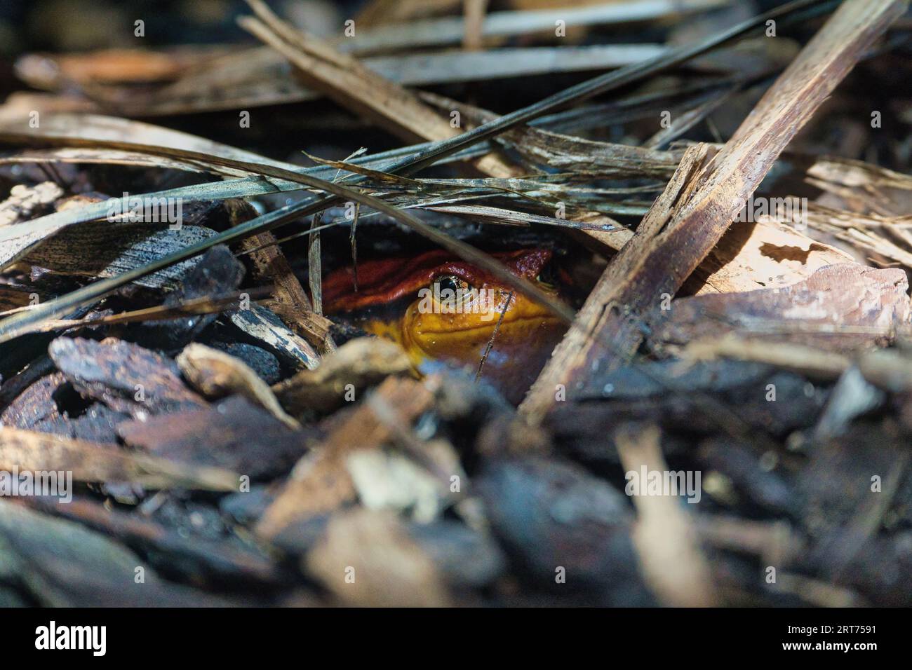 Camuffamento di rana di pomodoro sotto le foglie secche del parco zoologico di Parigi, precedentemente noto come Bois de Vincennes, dodicesimo arrondissement di Parigi Foto Stock