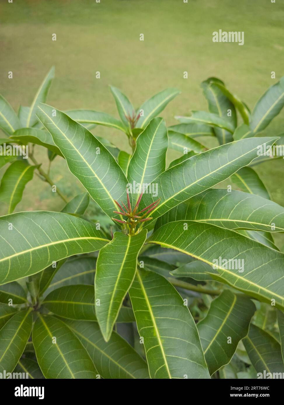 primo piano di una giovane pianta di mango con una nuova crescita delle foglie, ripresa sullo sfondo del giardino con messa a fuoco selettiva e spazio di copia Foto Stock