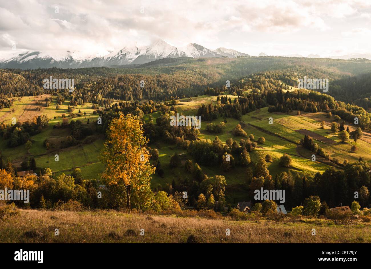 Albero dorato e verdeggiante con bellissimo prato (valle) in primo piano. Incredibile tramonto sui prati con luce naturale calda e accogliente, montagne innevate Foto Stock