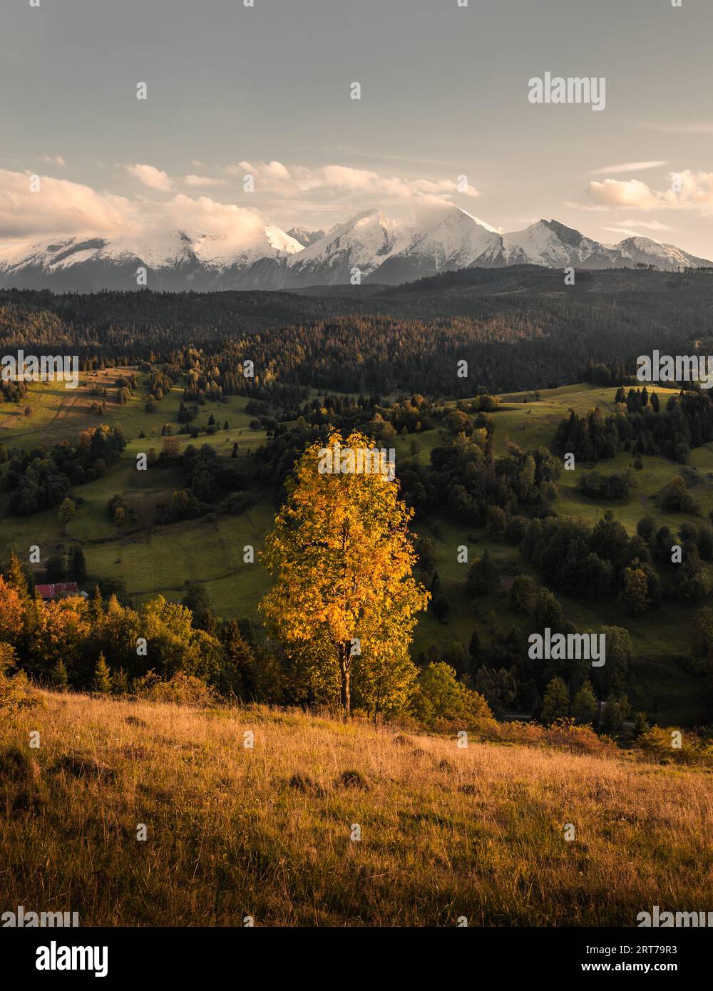 Foto verticale di albero dorato e verdeggiante con bellissimo prato (valle) in primo piano. Incredibile tramonto sui prati con luce naturale calda e accogliente - Foto Stock