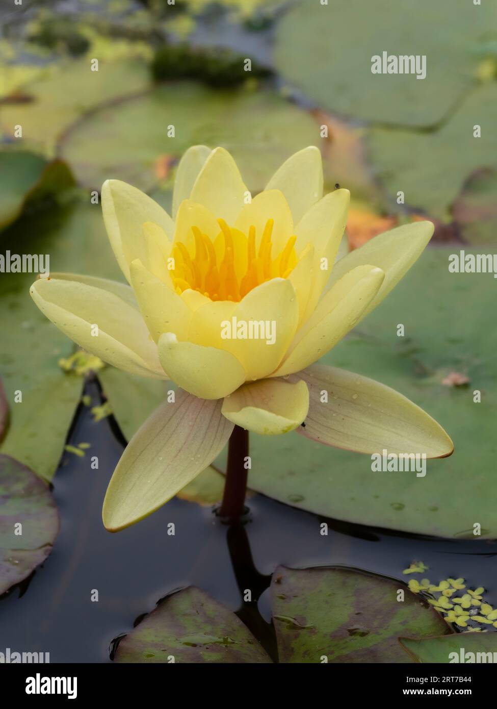 Fiore giallo della robusta ninfea acquatica, Ninfa "Marliacea Chromatella" Foto Stock