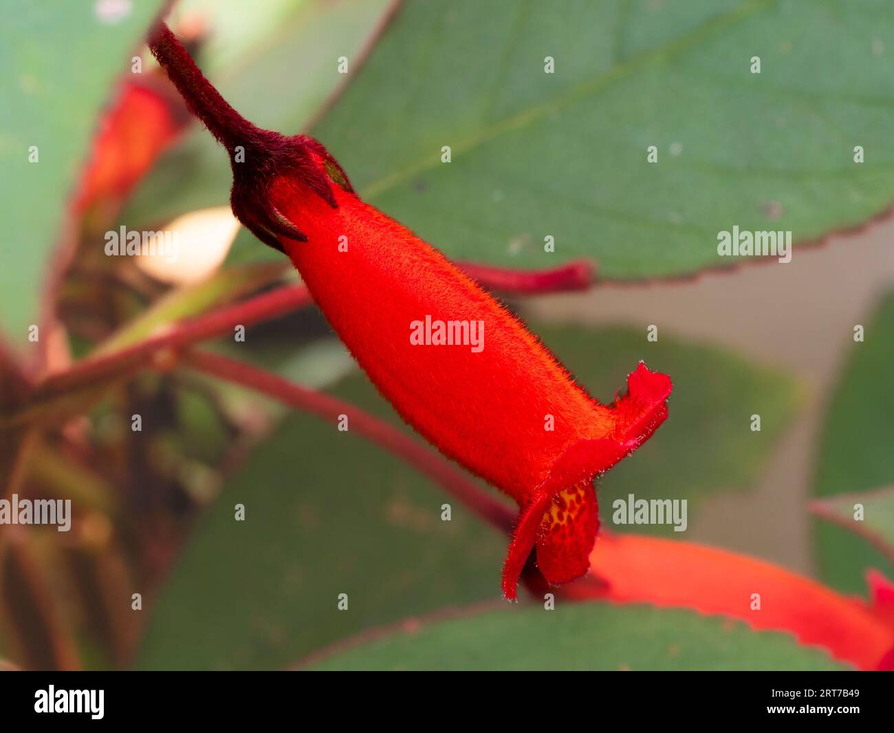 Fiore estivo rosso tubolare della perenne subtropicale Kohleria eriantha Foto Stock