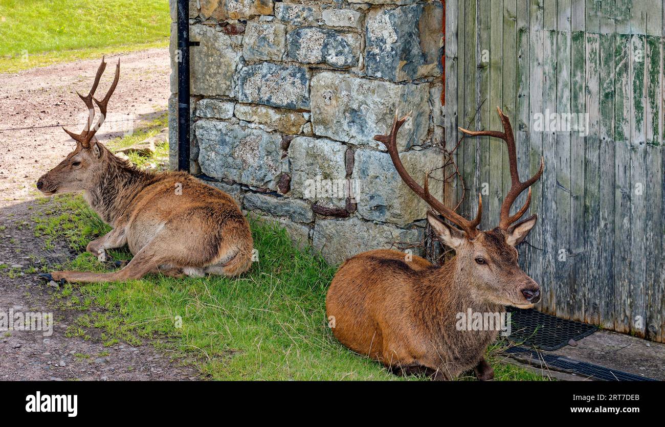 Applecross Bealach na Ba due cervi rossi che riposano all'ombra di un edificio a fine estate Foto Stock