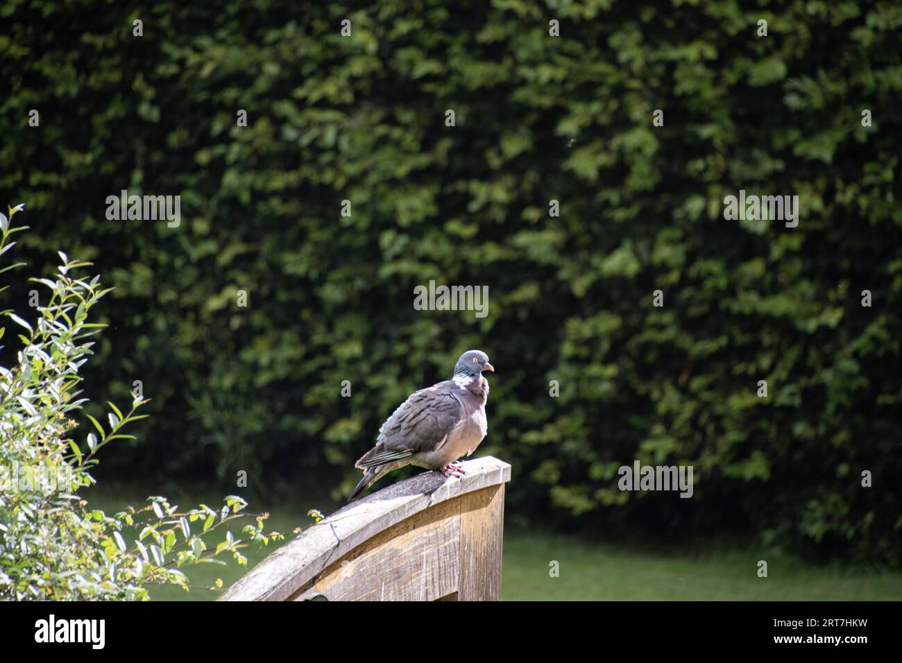 Piccione seduto su una recinzione o un cancello Foto Stock