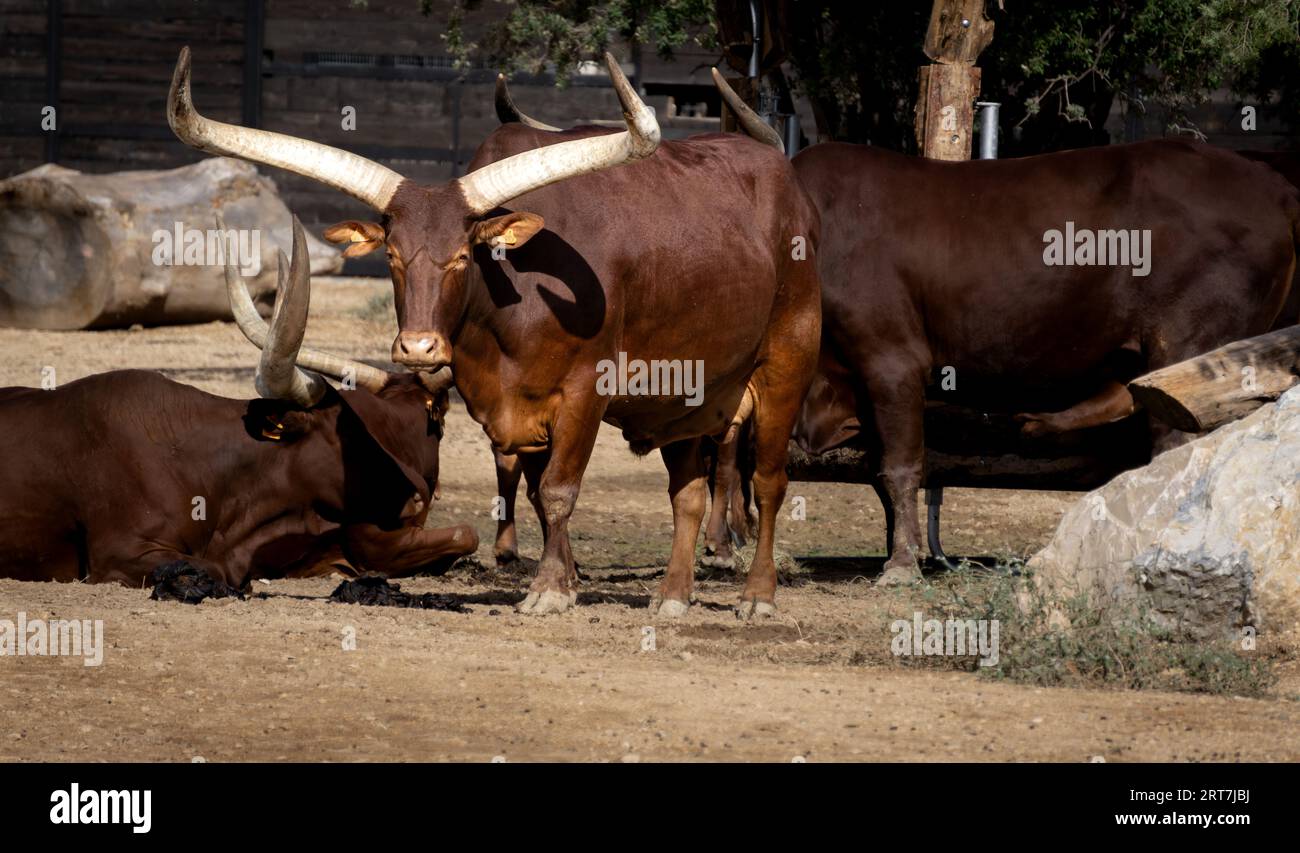 Una mandria di bovini africani con lunghe corna che guarda verso la macchina fotografica nello zoo di Barben, in Francia. Foto Stock