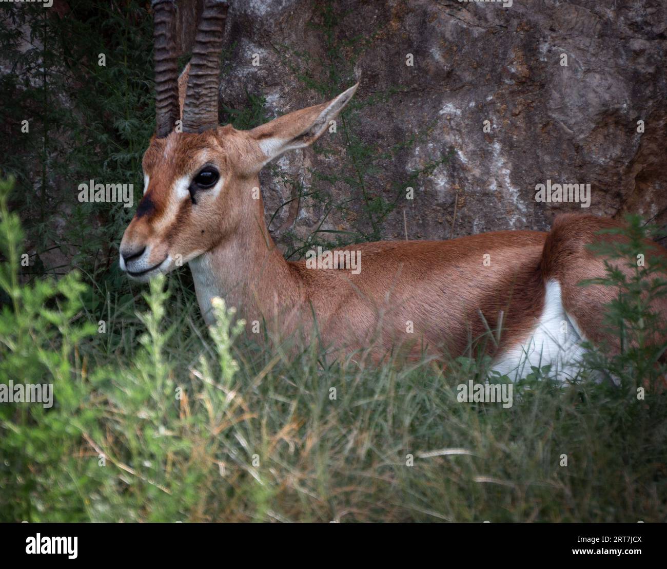 Un'antilope timida che si nasconde nell'abbondante vegetazione della foresta. Foto Stock