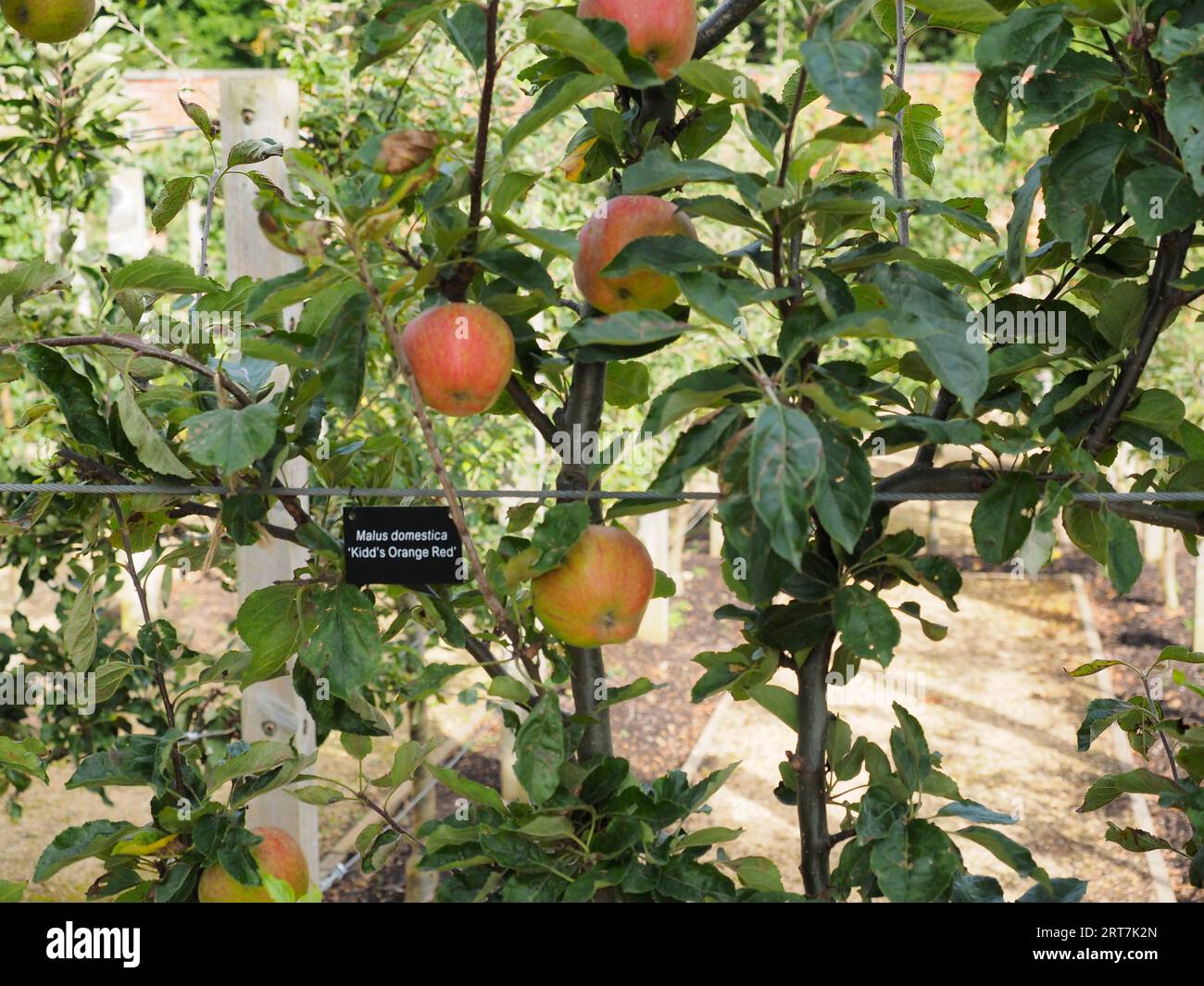 Le mele Espalier crescono nel Kirkleatham Walled Garden, che sono Malus domestica Kidds Orange Red Foto Stock