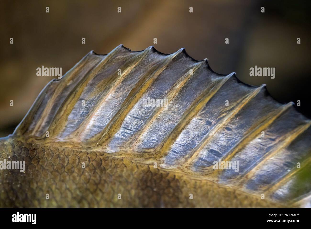 PercSpiny pinna dorsale europea di persico europeo / persico comune / persico rosso / persico inglese / (Perca fluviatilis), pesce predatore d'acqua dolce nativo Foto Stock