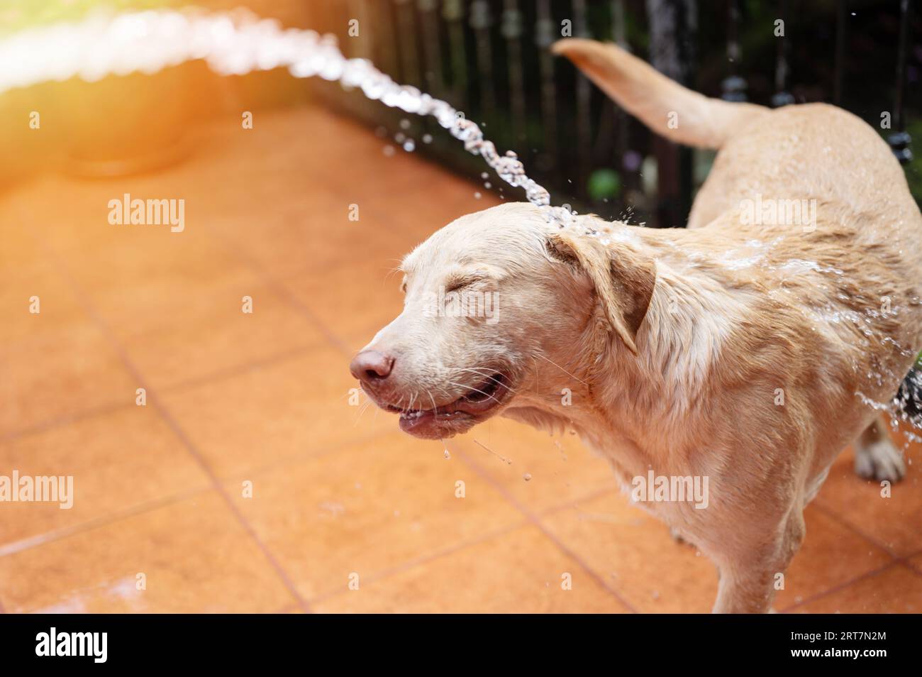 Il cane Labrador corre via dallo spruzzo d'acqua per lavaggio da vicino Foto Stock