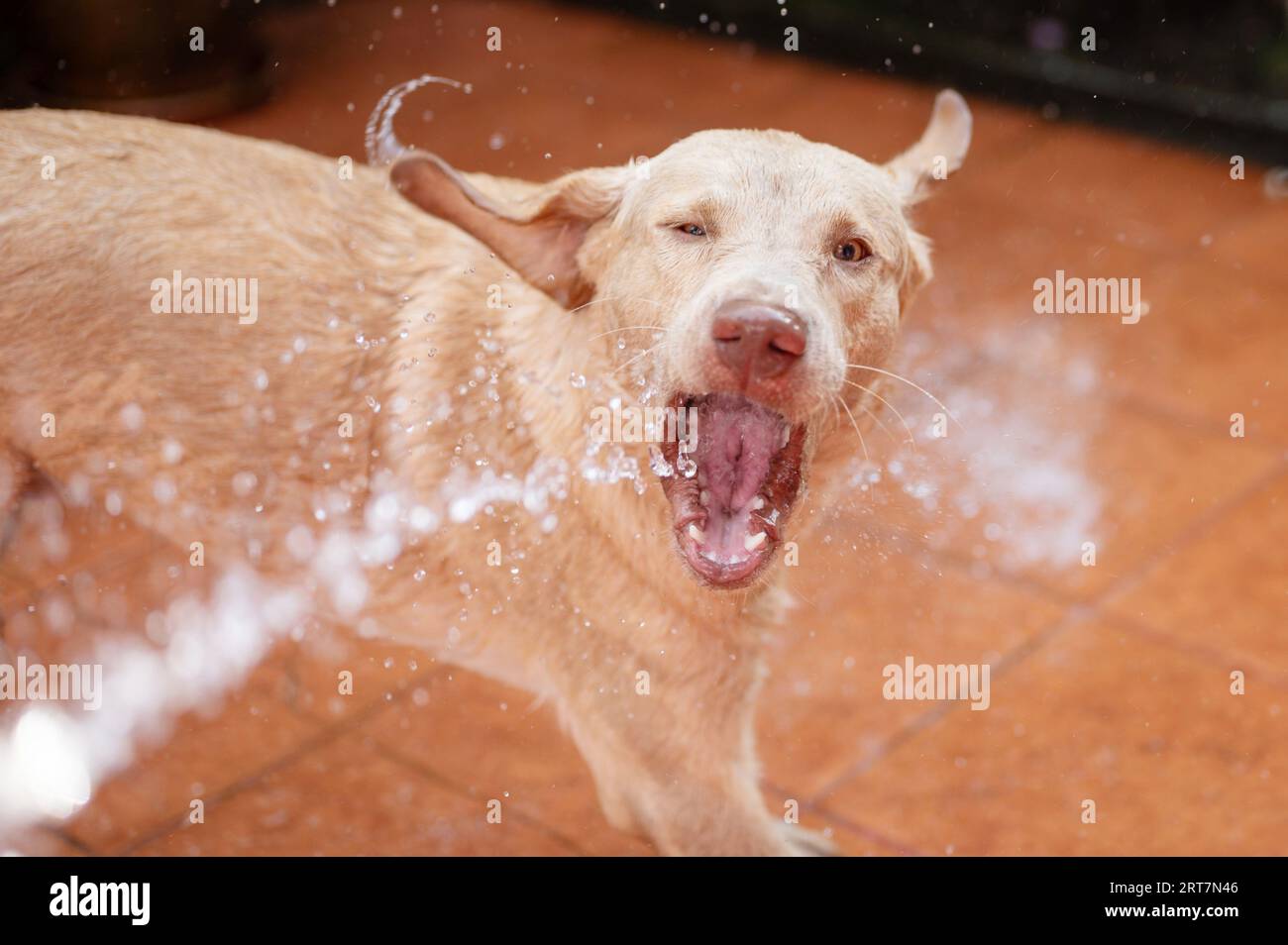 Ritratto del simpatico cane bagnato labrador a bocca aperta contro lo spray Foto Stock
