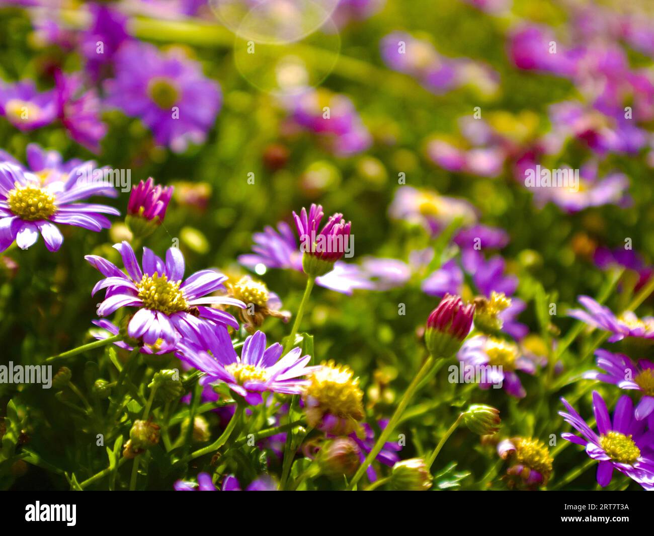 Un campo di fiori Foto Stock