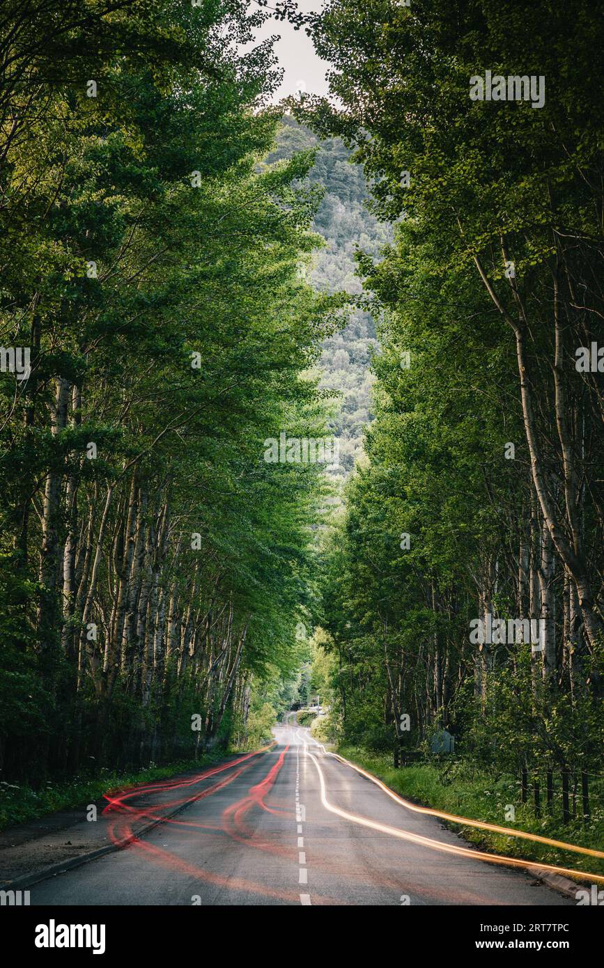 Light Trails attraverso la foresta, in Scozia Foto Stock
