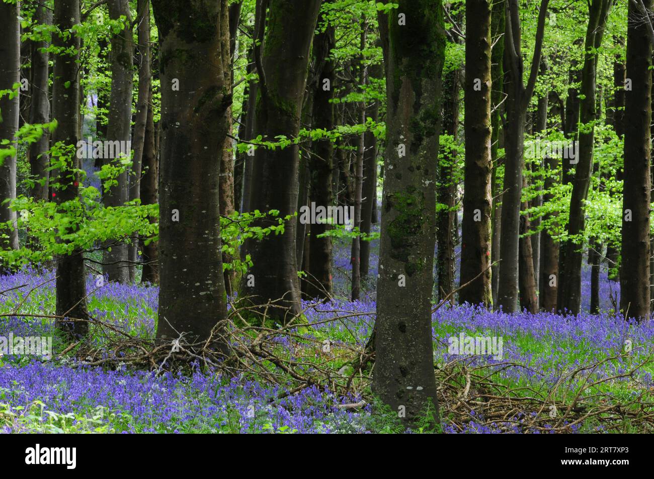 Bluebells in legno Delcombe, Dorset, Regno Unito Foto Stock