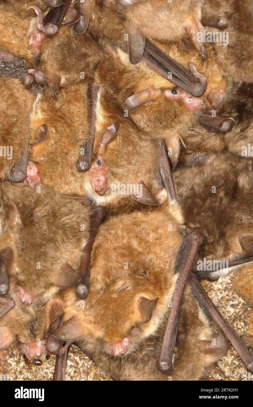 Pipistrello frangiato, pipipistrelli di natterer (Myotis nattereri), in una scatola di pipistrelli pipistrelli, mammiferi, animali, Neunkirchen im Siegerland, Renania settentrionale-Vestfalia, Germania Foto Stock