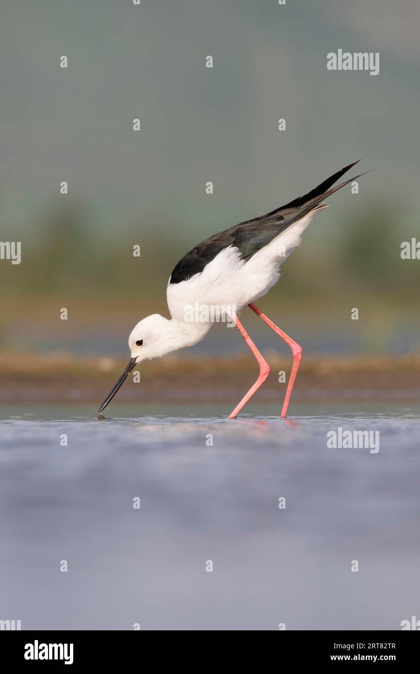 Palafitta dalle ali nere (Himantopus himantopus) che cammina in acqua, nella provincia di KwaZulu Natal, Sudafrica Foto Stock