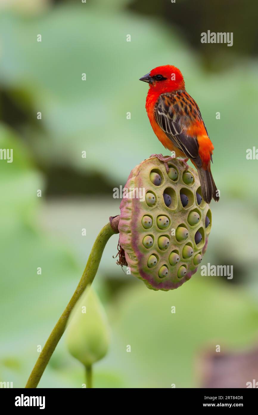 Fogna rossa (Foudia madagascariensis) seduto sul capsula di semi di un loto indiano (Nelumbo nucifera) nell'orto botanico di Pamplemousses, Mauritius Foto Stock