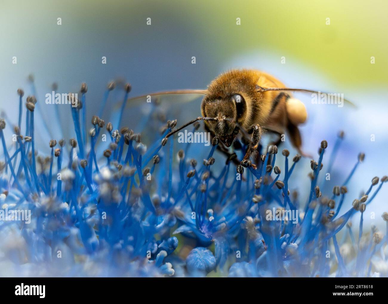Api mellifere in volo che raccolgono polline e nettare mentre si librano sopra l'ortensia blu Foto Stock