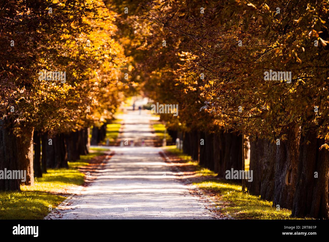 Bellissimo vicolo nel Parco Tivoli a Lubiana in autunno con foglie di colore marrone arancio Foto Stock