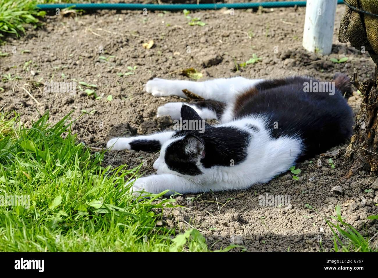 Un gatto adulto bianco e nero che fa un sonnellino nel giardino britannico a fine estate Foto Stock