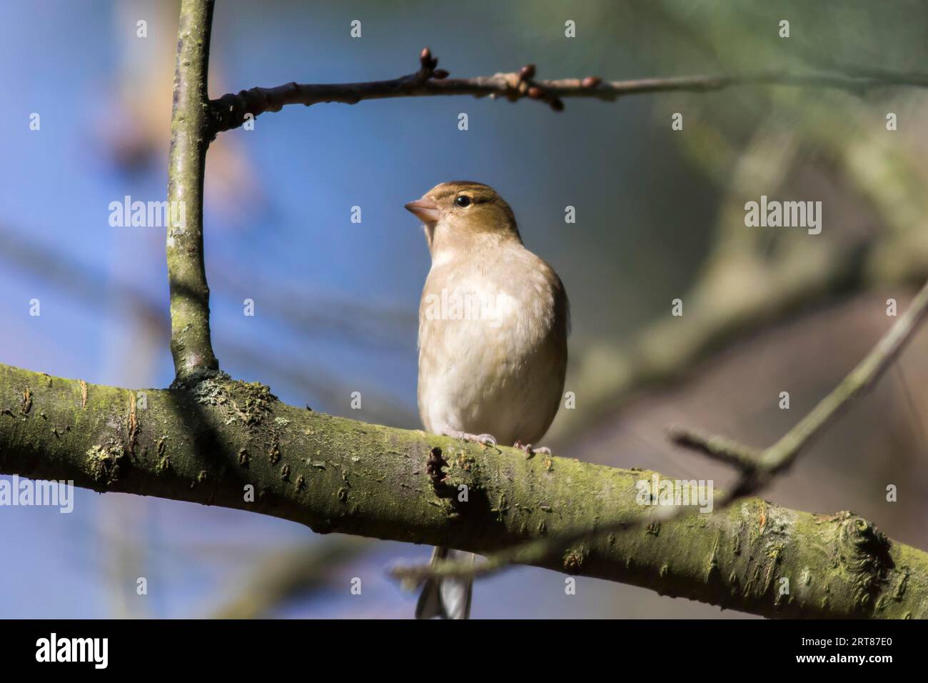 Uno chaffinch in cerca di cibo, Uno chaffinch comune è alla ricerca di foraggio Foto Stock