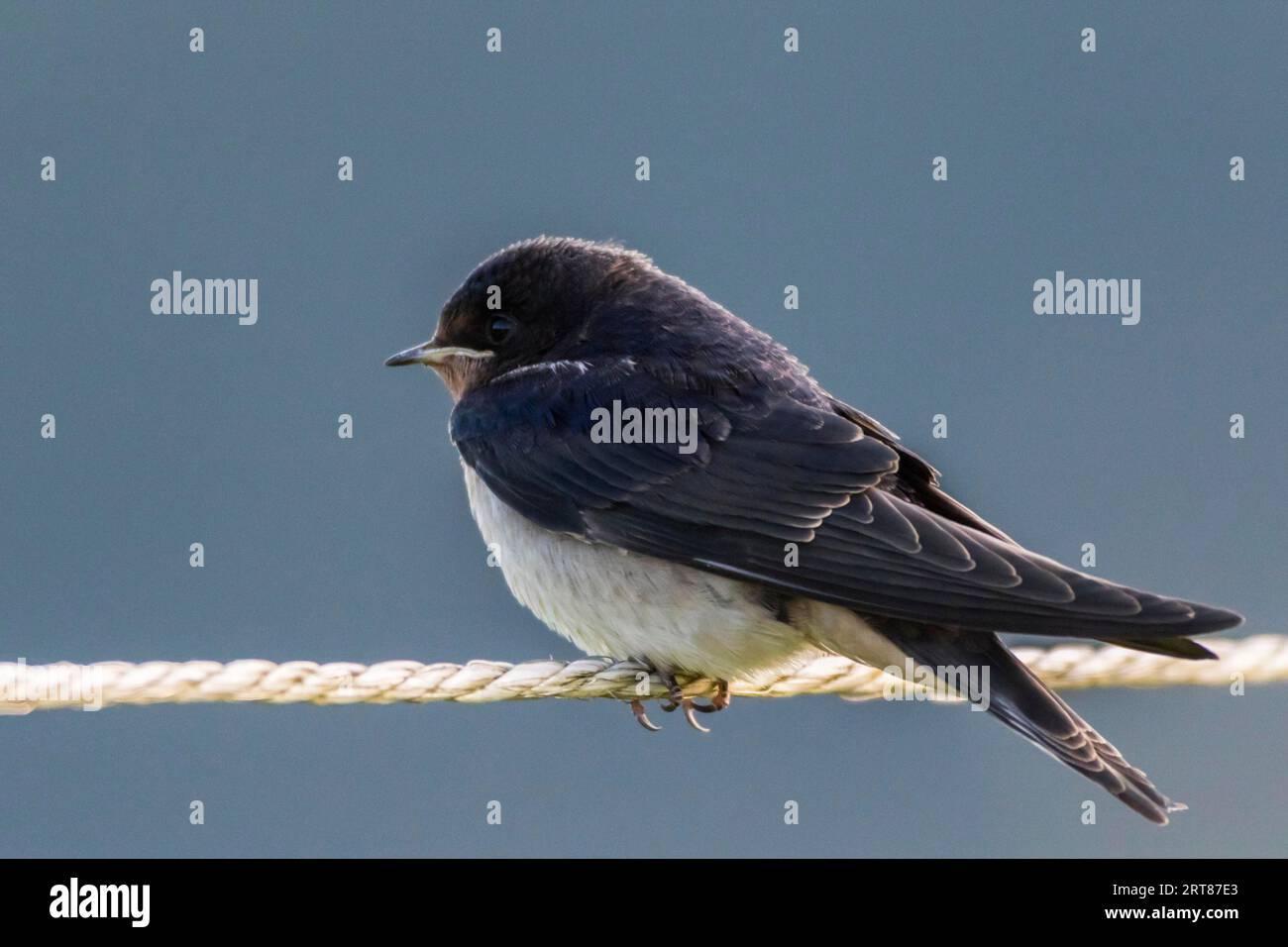 Una rondine del fienile è seduta su una corda di recinzione, Una rondine del fienile è seduta su una recinzione Foto Stock