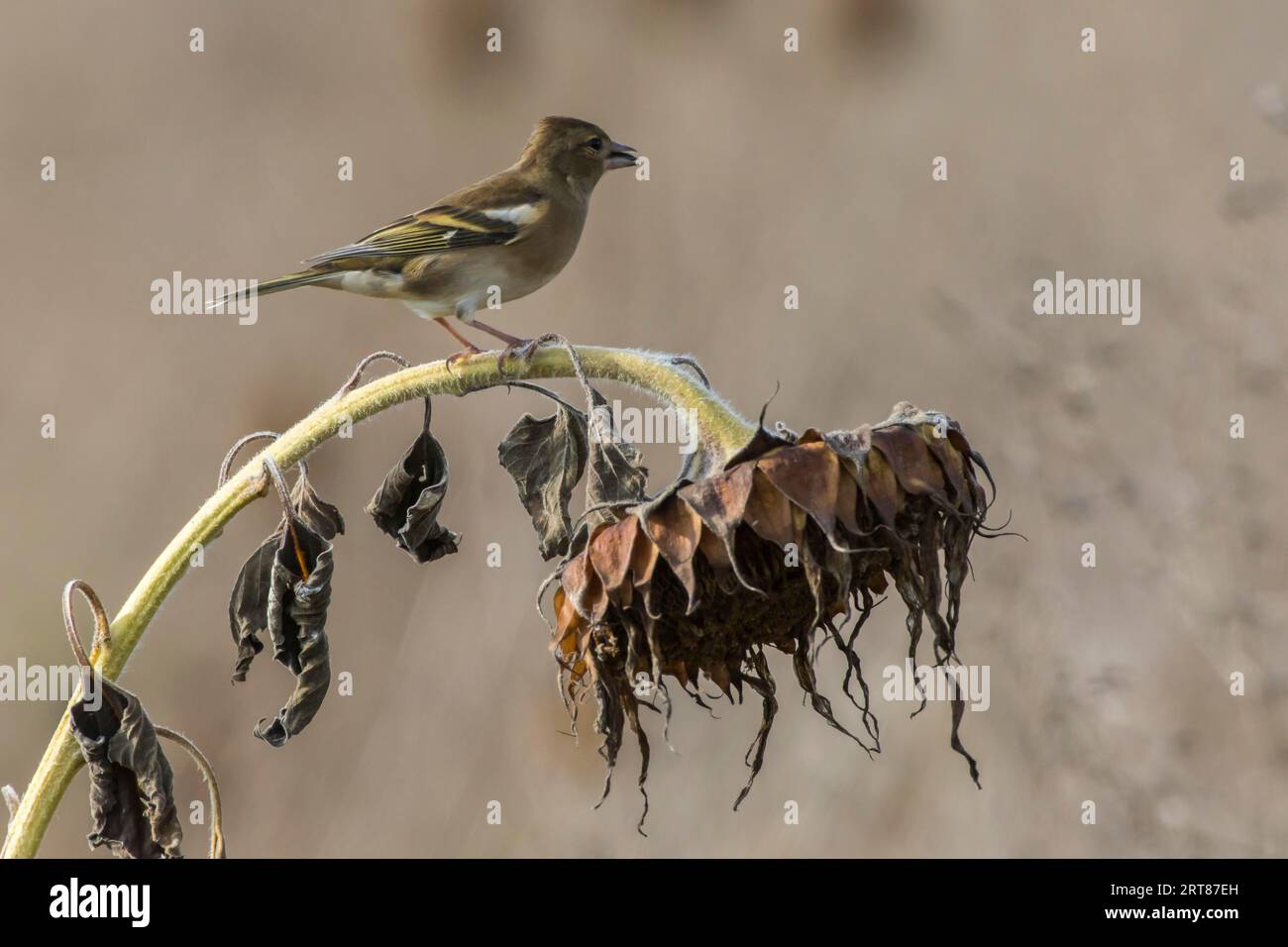 Uno chaffinch in cerca di cibo, Uno chaffinch comune è alla ricerca di foraggio Foto Stock