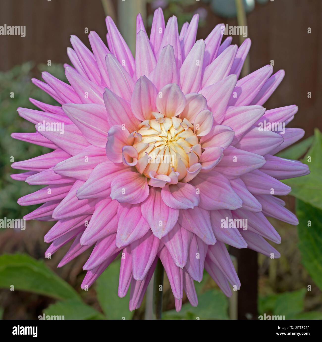 Dahlia, dolciumi Hillcrest, decorativi medi Foto Stock