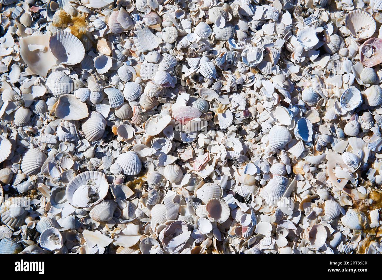 Gruppo di conchiglie bianche sulla spiaggia Foto Stock