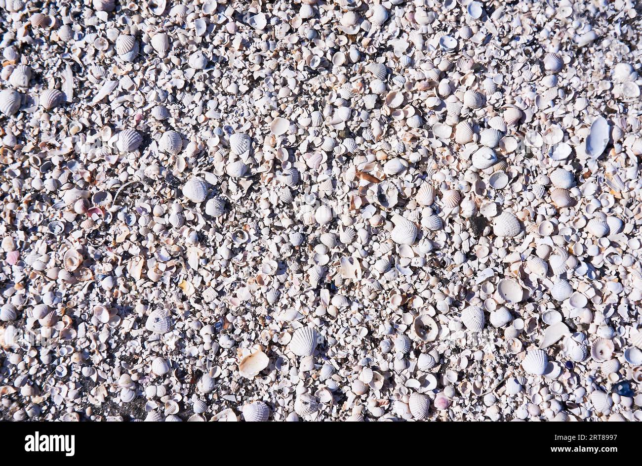 Gruppo di conchiglie bianche sulla spiaggia Foto Stock