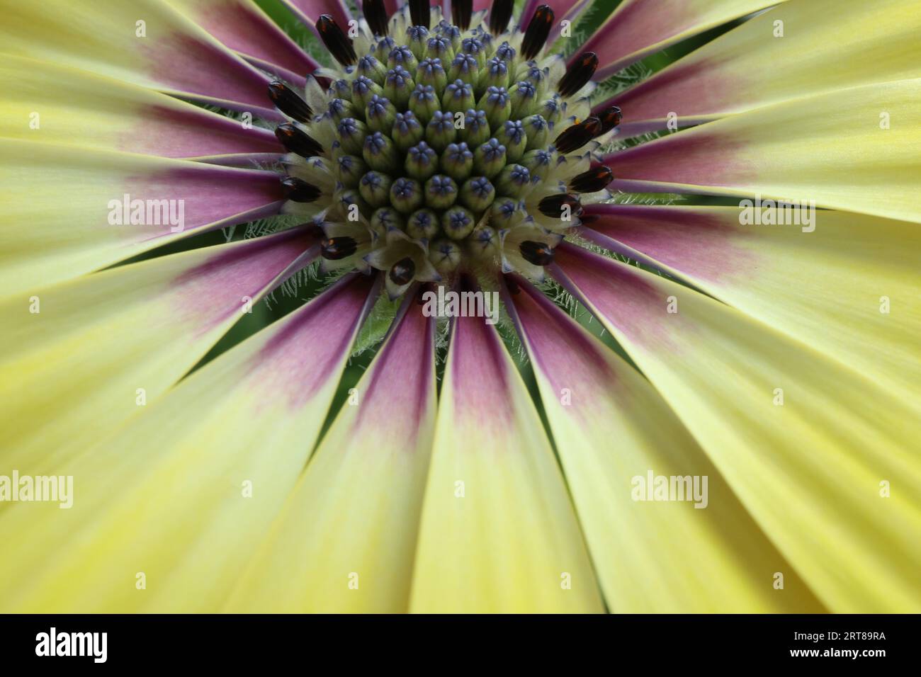 Macro shot di una marguerite gialla con estremità viola sui petali - MAkroaufnahme einer gelben Margerite mit lila Enden an den Blütenblättern Foto Stock
