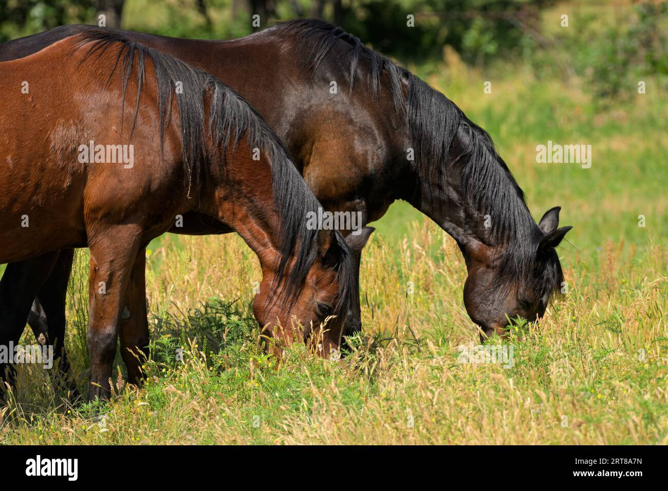 Una baia rossa e una baia scura cavallo arabo che pascolano in erba profonda al ginocchio al sole primaverile Foto Stock