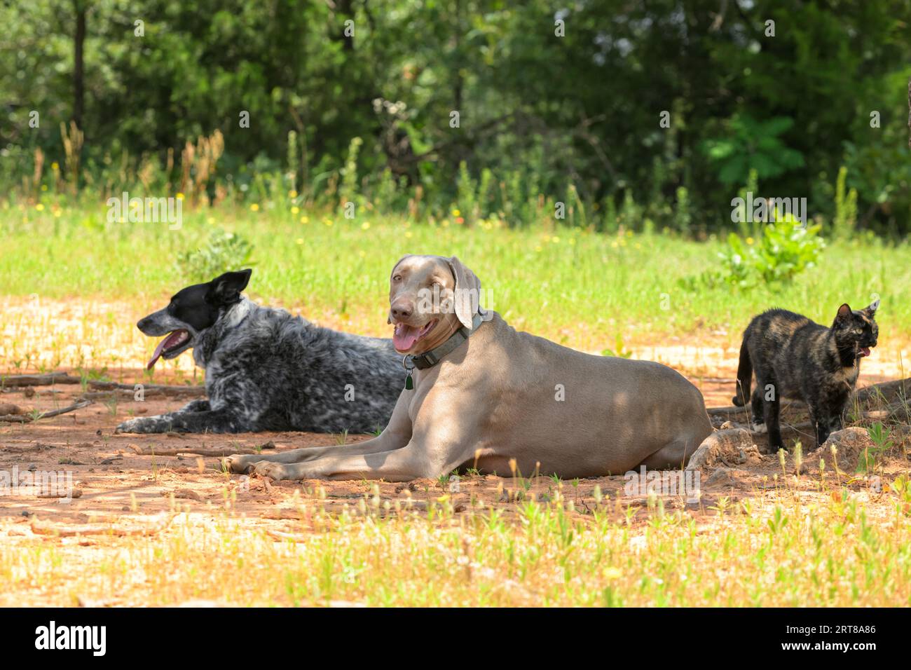 Due cani e un gatto che si rinfrescano all'ombra di un albero durante una passeggiata in una giornata termale Foto Stock