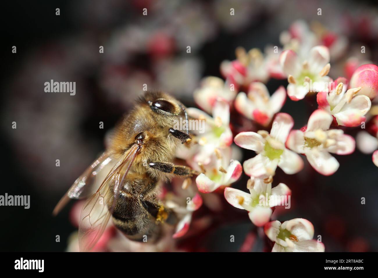 Foto macro di un'ape sul fiore di uno Skimma Japonica - Makroaufnahme einer Biene auf der Blüte einer Skimma Japonica Foto Stock