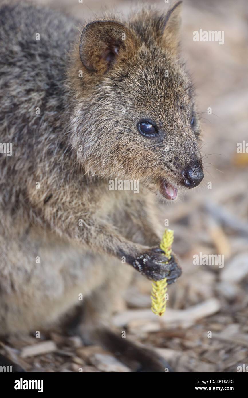 Un piccolo e adorabile Quokka che mangia un pezzo di cibo dalla sua bocca Foto Stock