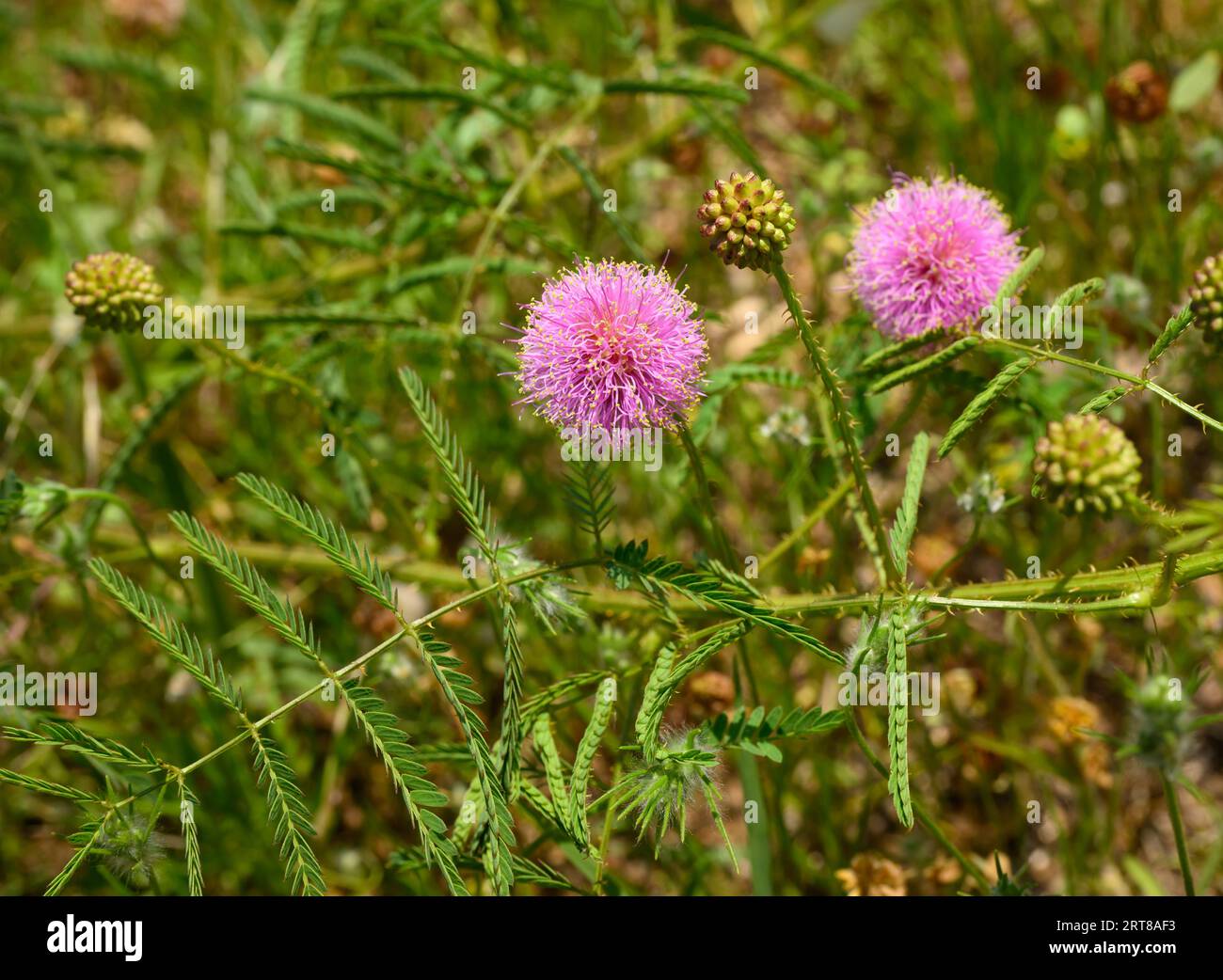 La briar sensibile di Nuttall, con la sua fioritura a forma di palla rosa e le vigne d'India Foto Stock