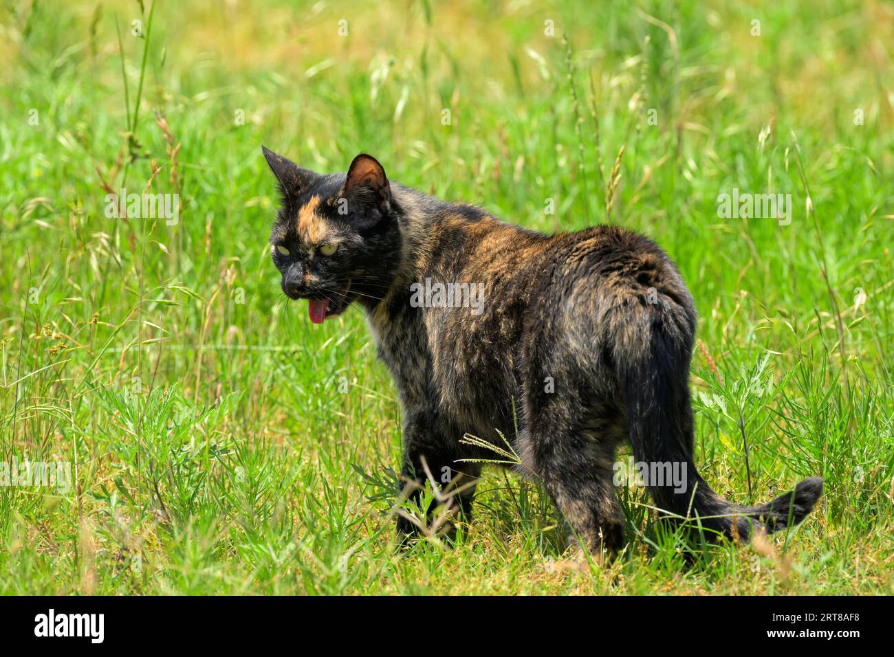 Gatto tortie arancione e nero che cammina in erba alta in una giornata termale calda, piantando Foto Stock