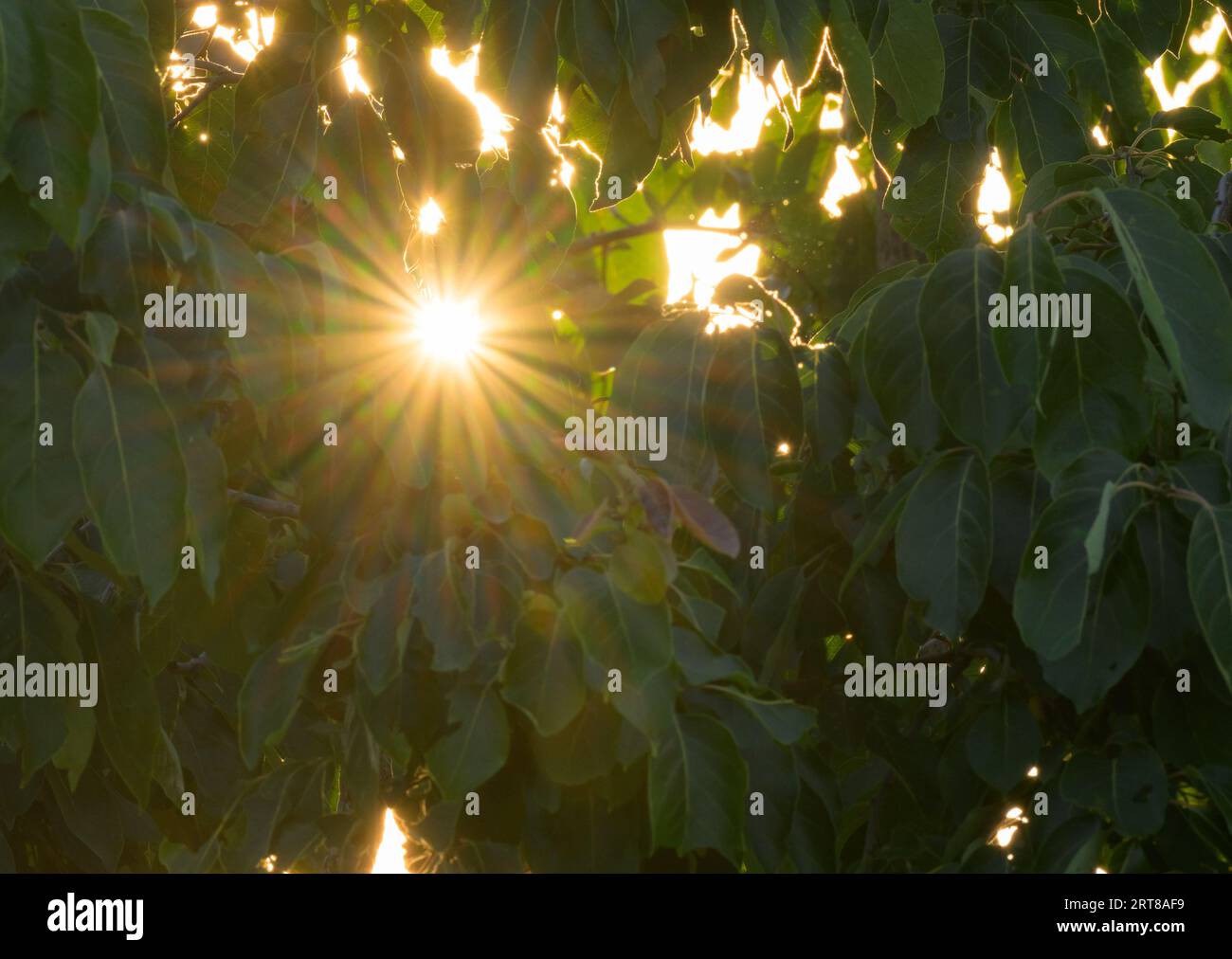 Il sole scoppia tra le foglie di cachi la sera Foto Stock