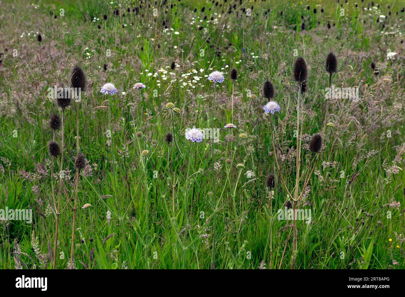 Piante e fiori di prato selvatico, Cardiff, Regno Unito. 23 settembre Foto Stock